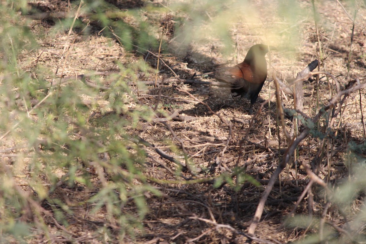 Greater Coucal - ML615177070