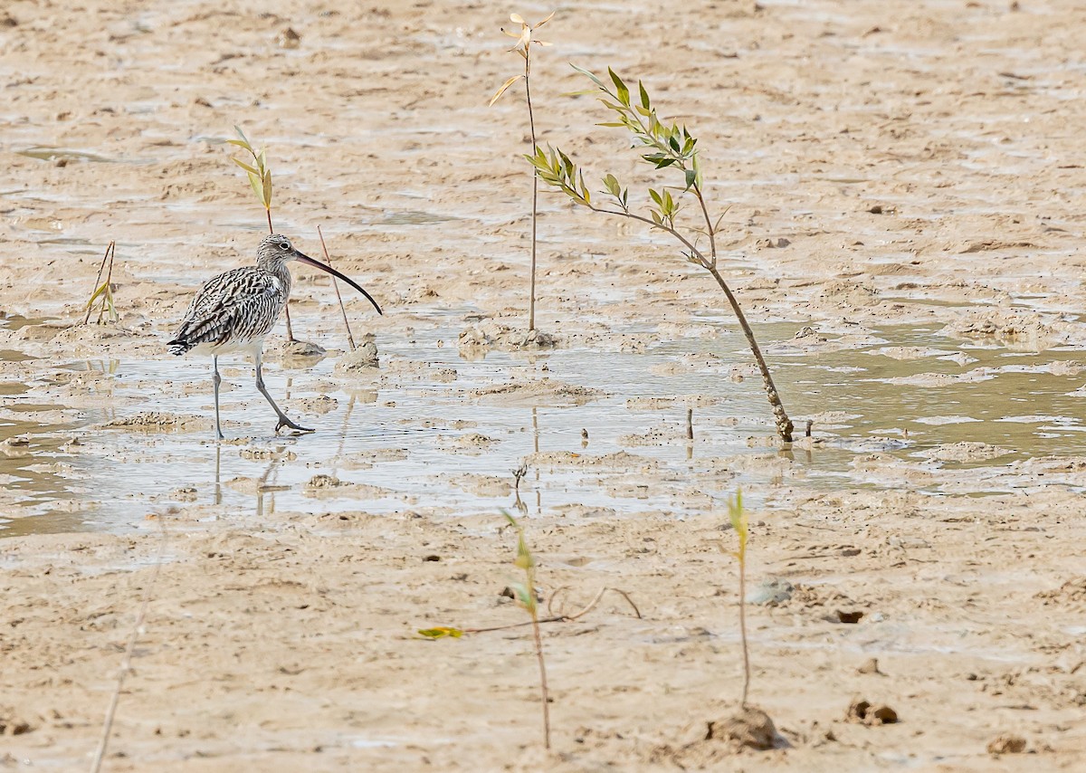 Eurasian Curlew - ML615177073