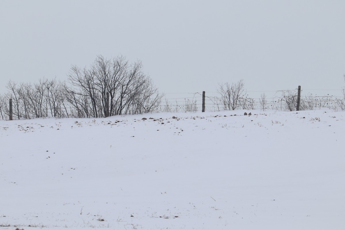 Куріпка сіра - ML615177092