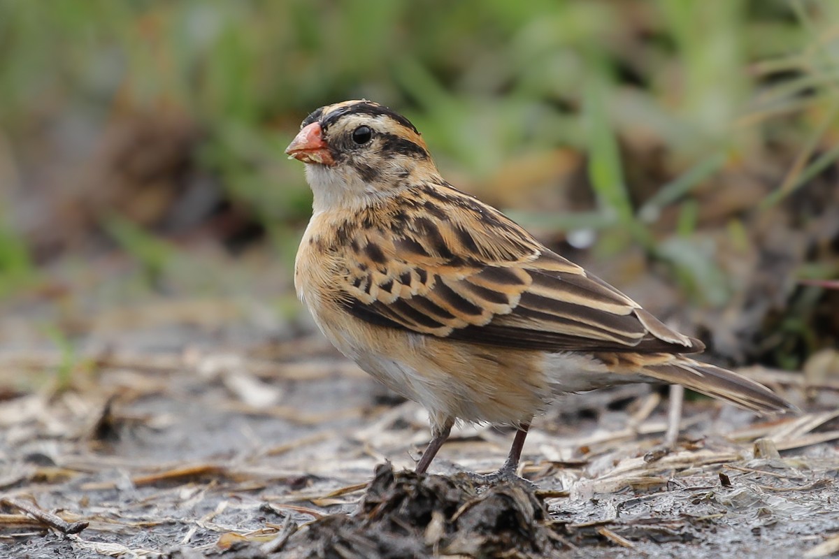 Pin-tailed Whydah - ML615177093