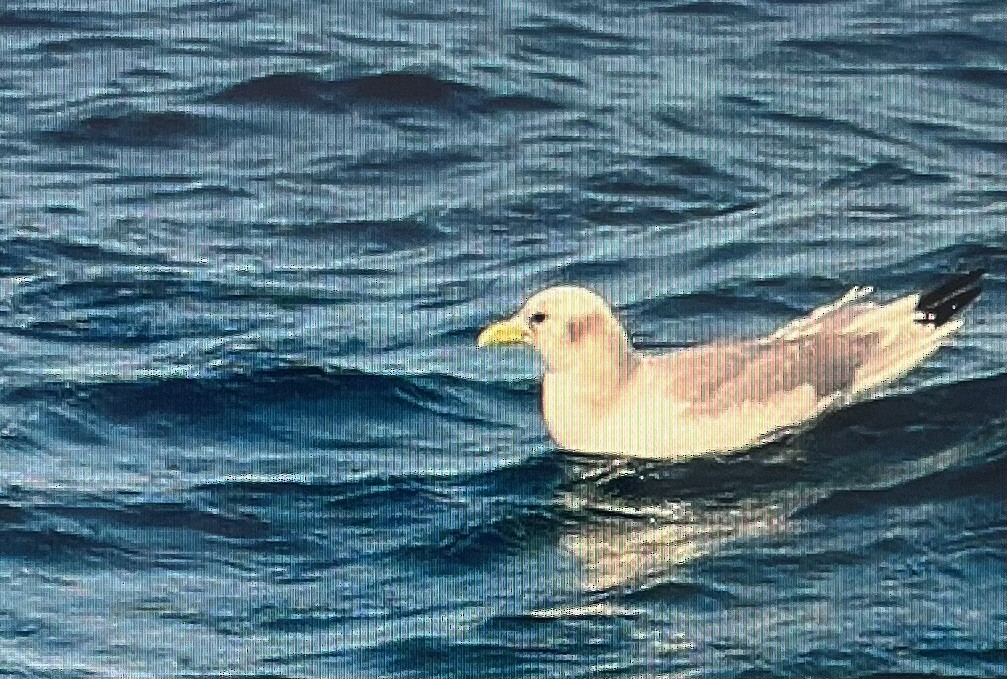 Mouette tridactyle - ML615177100