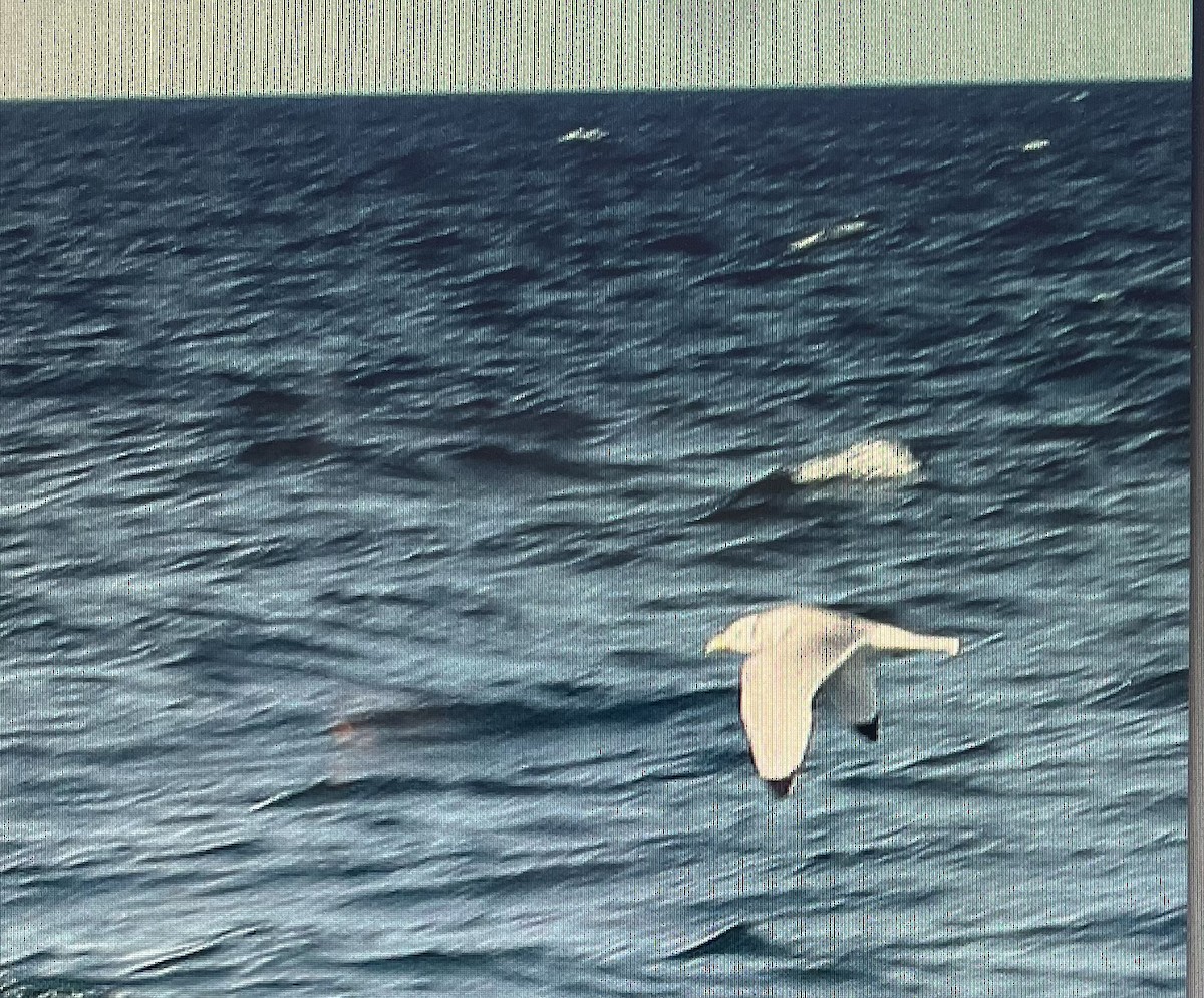 Black-legged Kittiwake - Pierre Howard