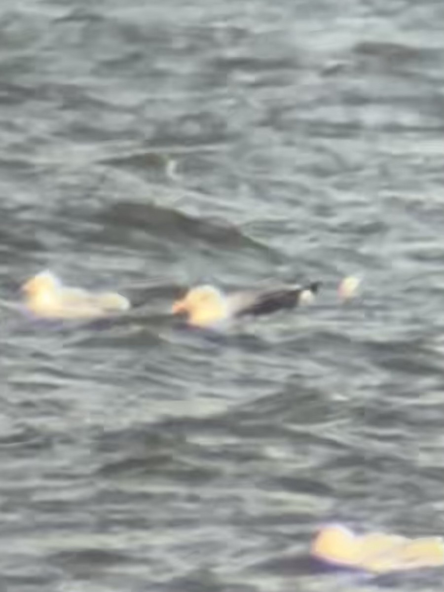 Lesser Black-backed Gull - ML615177238