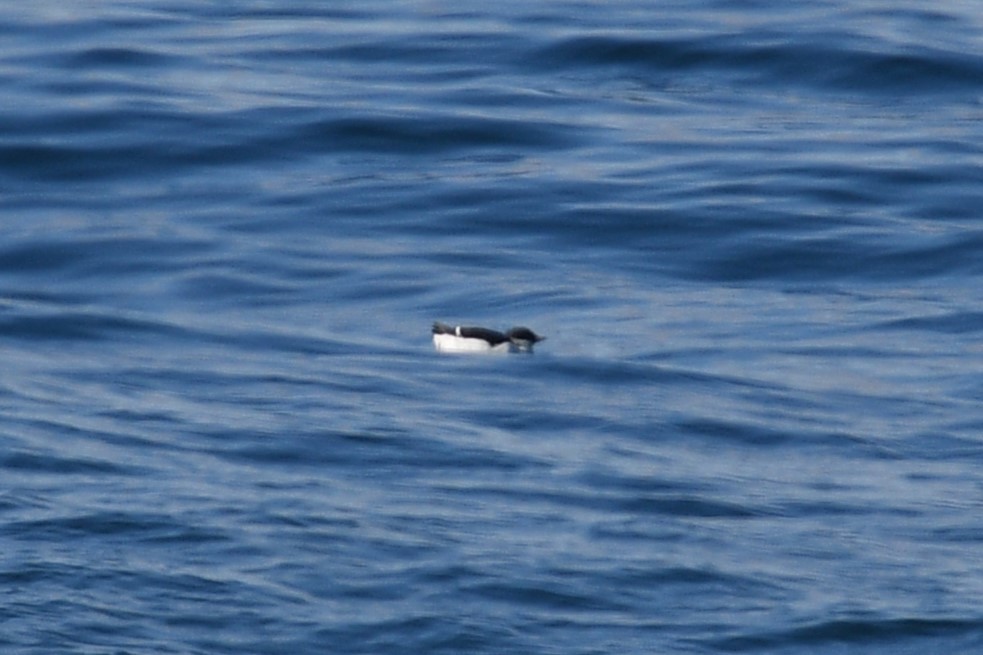 Thick-billed Murre - ML615177240