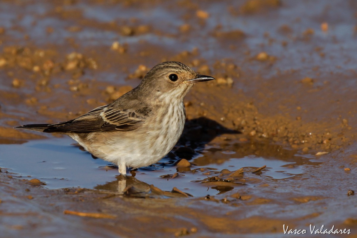 European Pied Flycatcher - Vasco Valadares