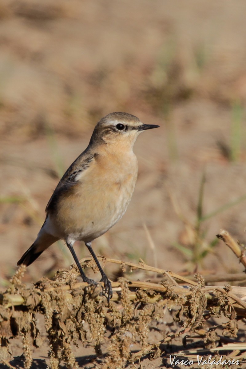 Northern Wheatear - Vasco Valadares