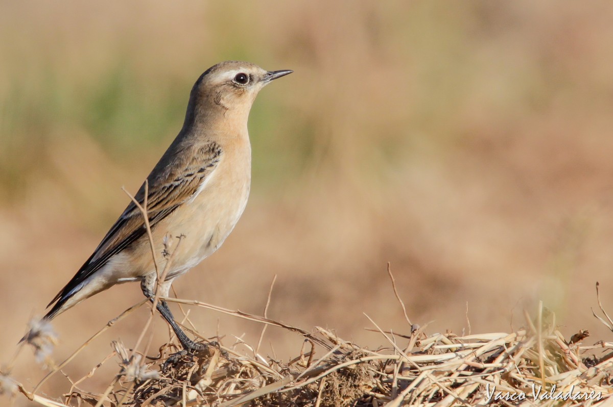 Northern Wheatear - Vasco Valadares