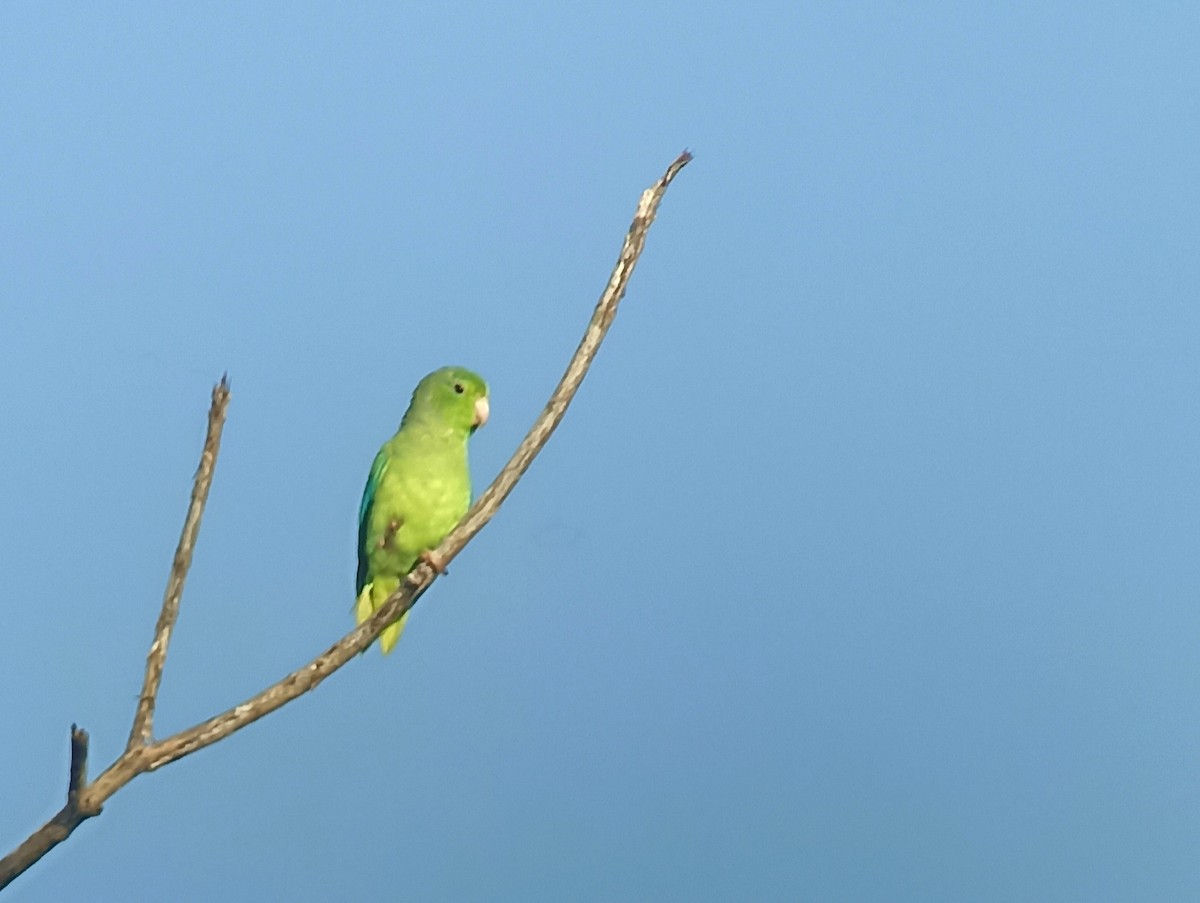 Turquoise-winged Parrotlet - Iván Lau