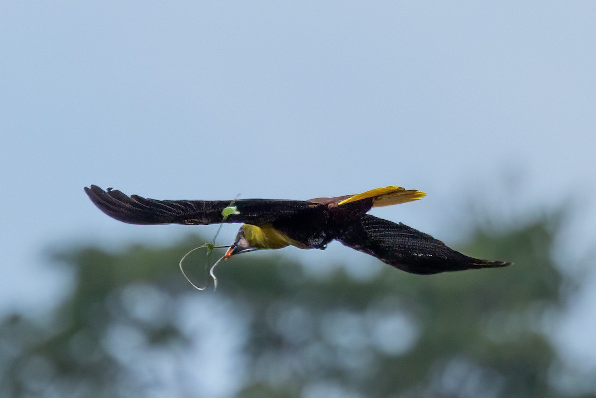 Olive Oropendola - Jacques Jobin