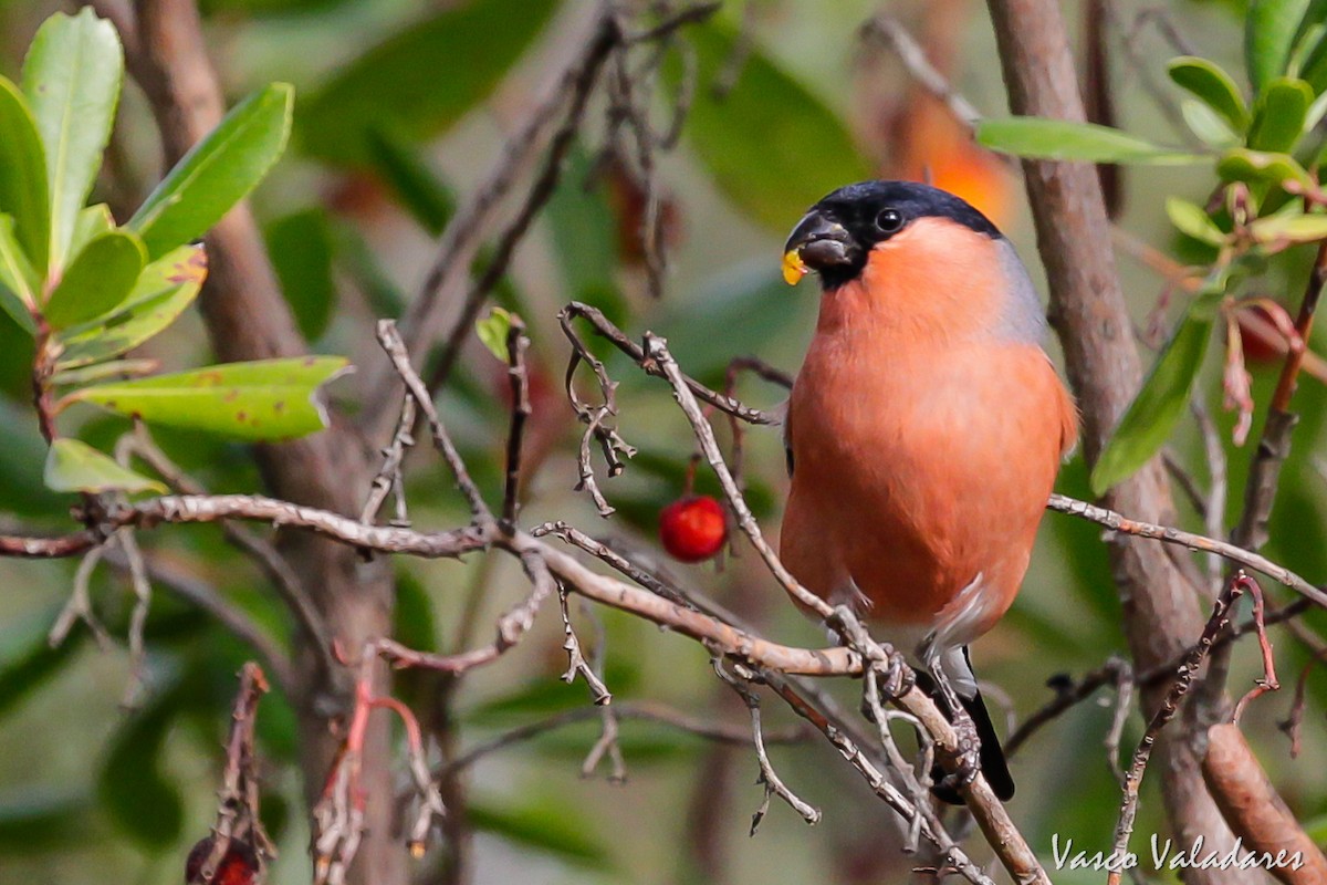 Eurasian Bullfinch - Vasco Valadares