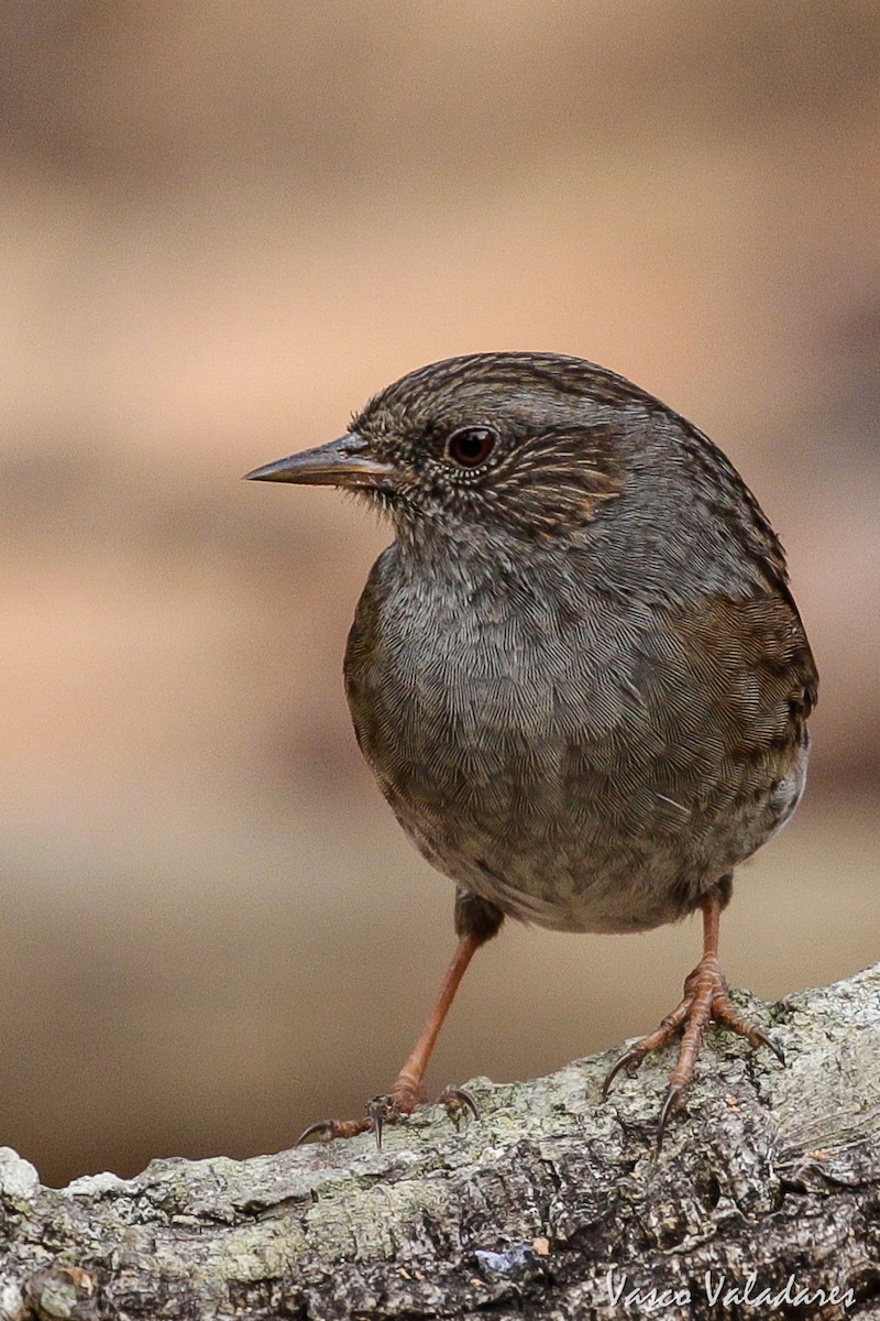 Dunnock - ML615177304