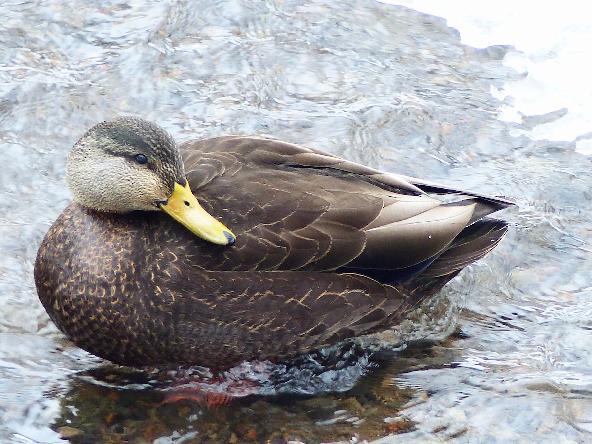 American Black Duck - ML615177328