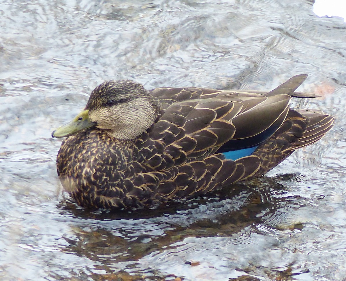 American Black Duck - ML615177329