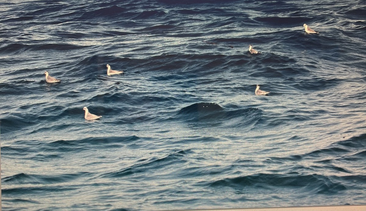 Red Phalarope - ML615177360