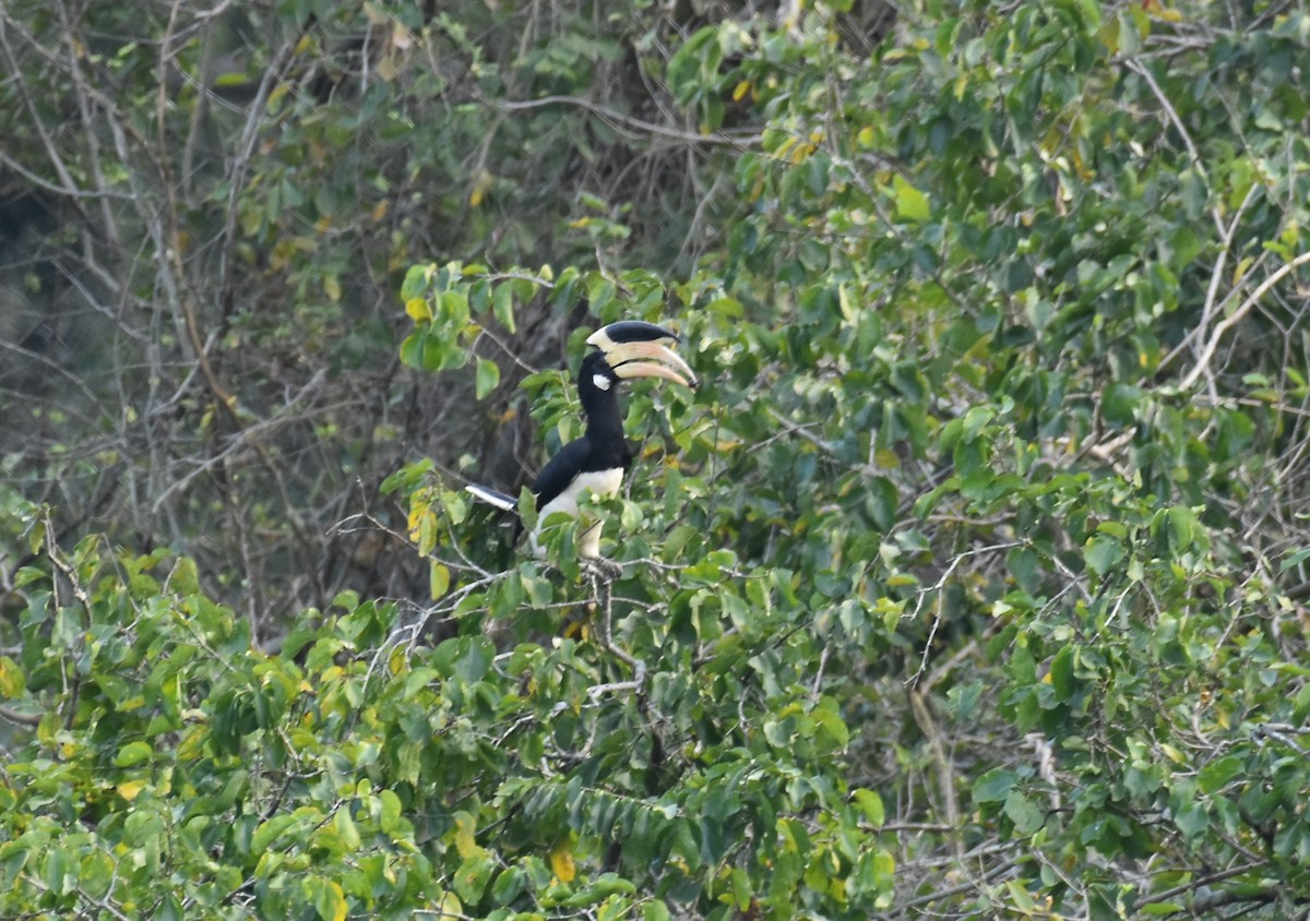Malabar Pied-Hornbill - Cheran Jagadeesan
