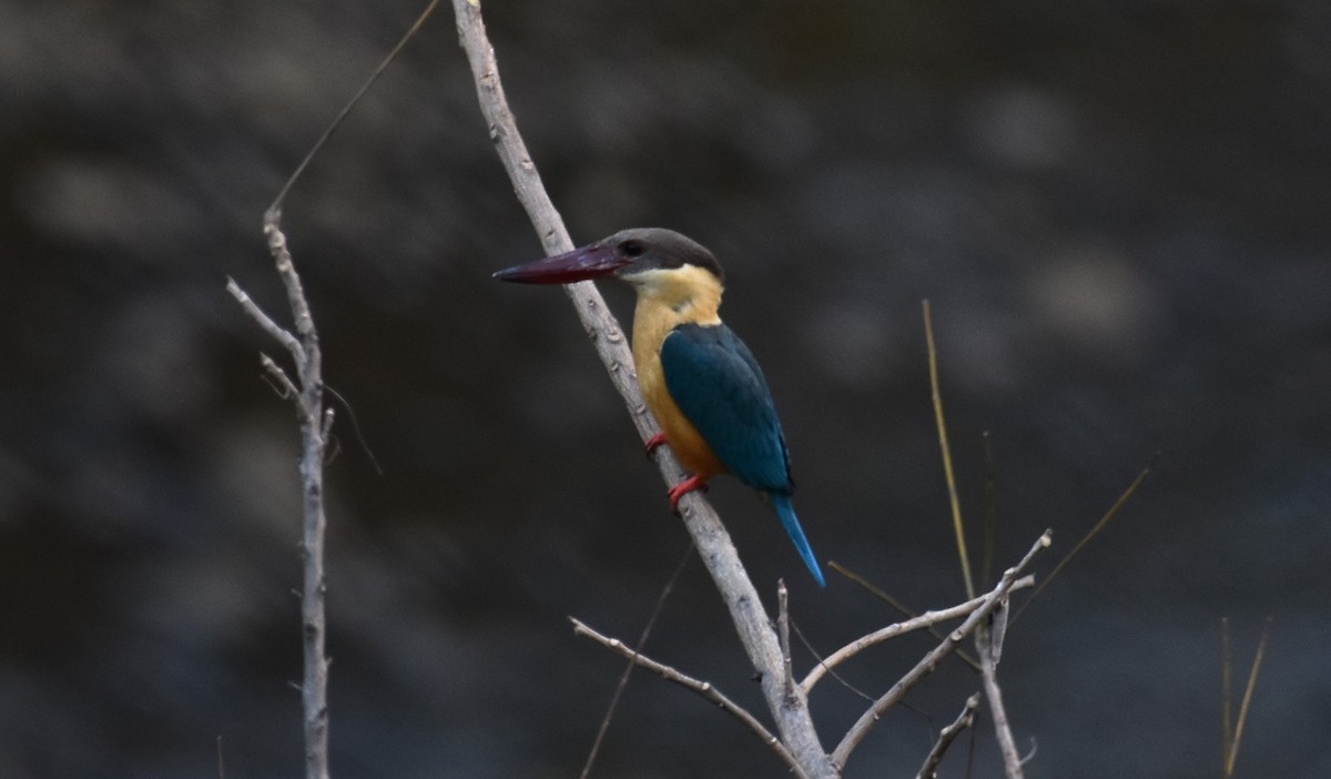 Stork-billed Kingfisher - Cheran Jagadeesan