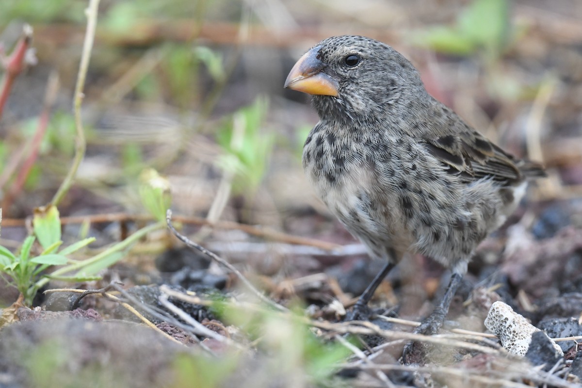 Large Ground-Finch - ML615177520