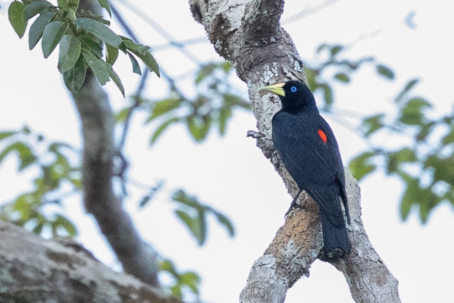 Red-rumped Cacique - ML615177540