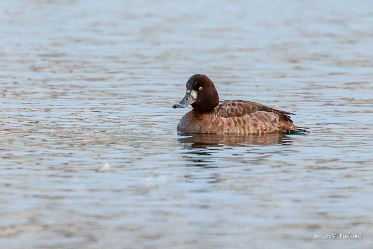 Greater Scaup - ML615177562