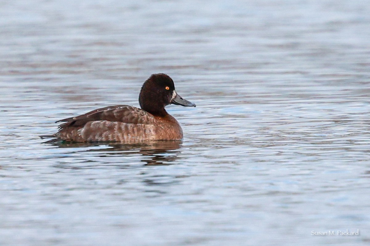 Greater Scaup - ML615177563