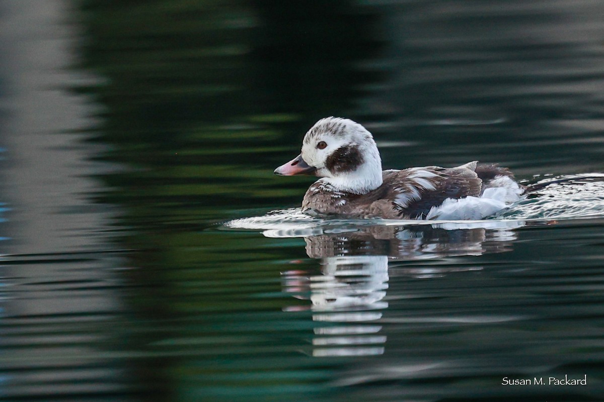 Long-tailed Duck - ML615177575