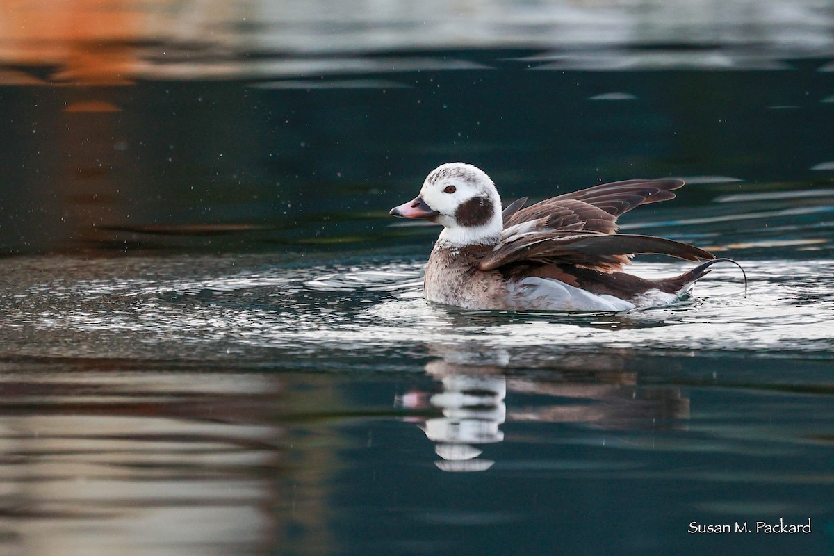 Long-tailed Duck - ML615177576