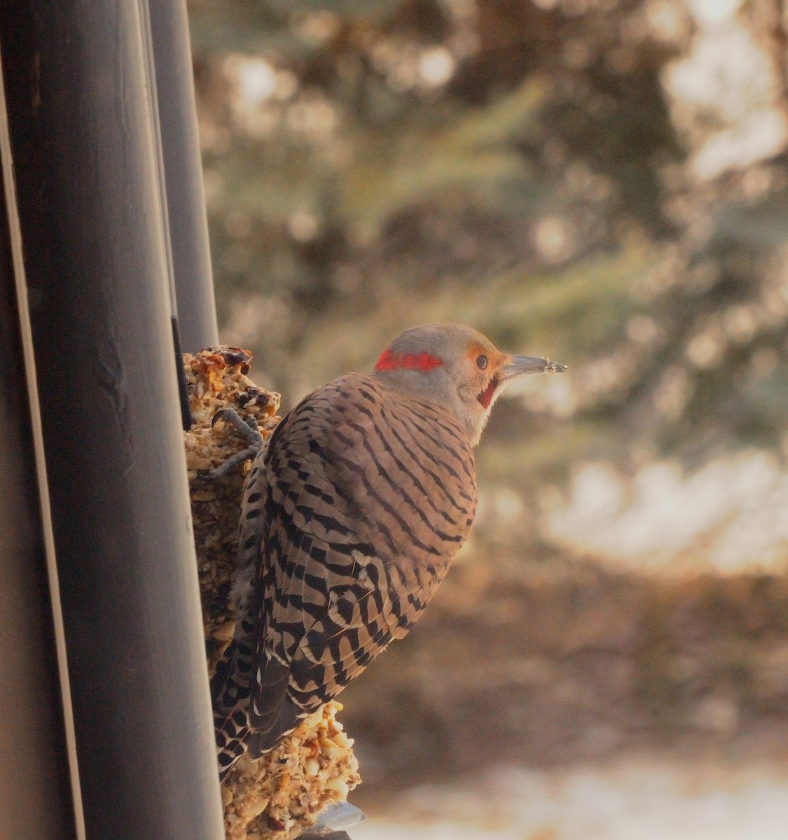 Northern Flicker (Yellow-shafted x Red-shafted) - ML615177651