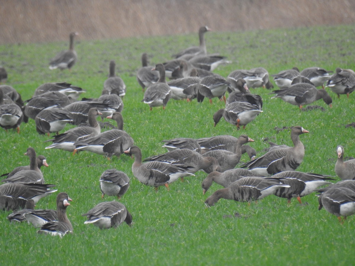Greater White-fronted Goose - ML615177709