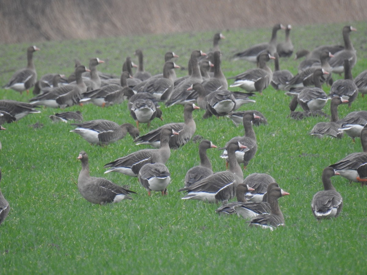 Greater White-fronted Goose - ML615177710