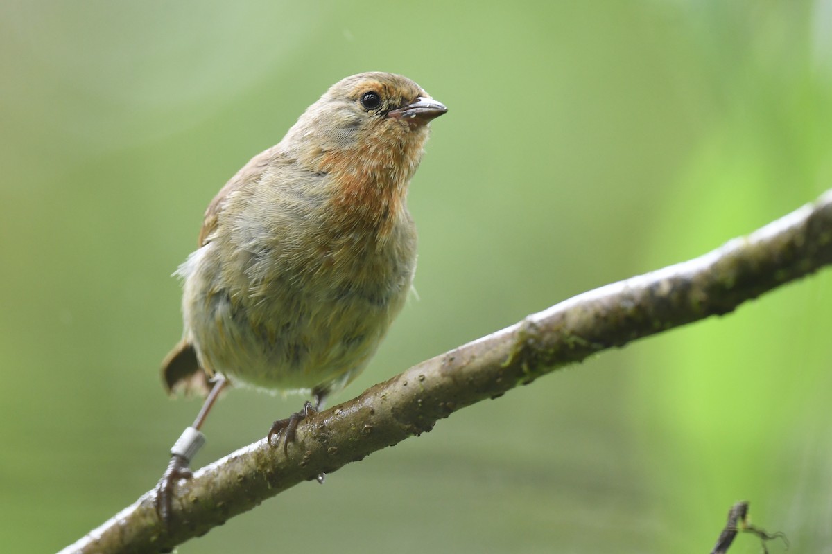 Green Warbler-Finch - ML615177762