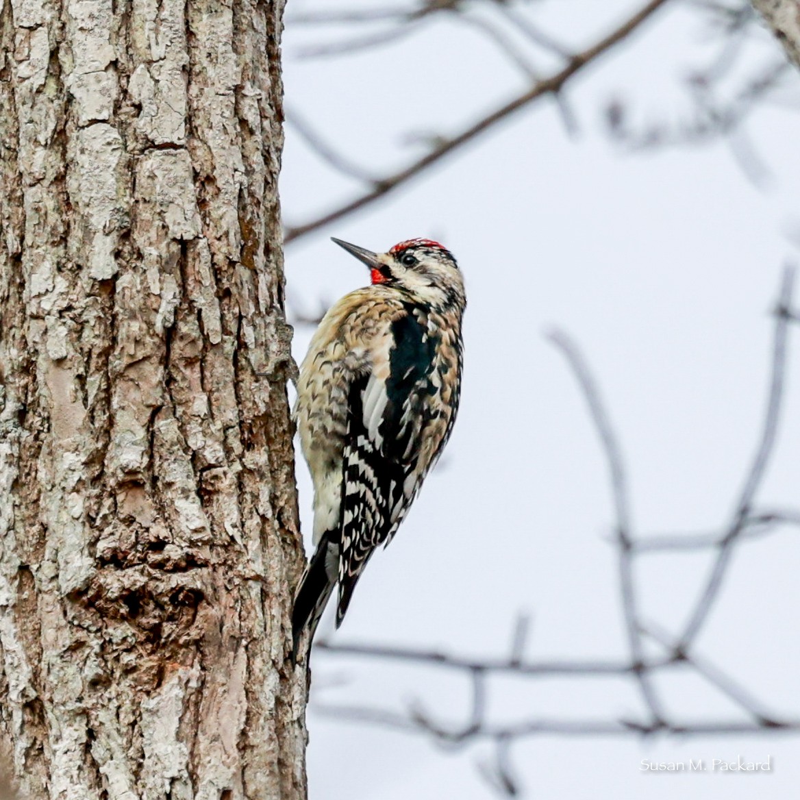 Yellow-bellied Sapsucker - ML615177862