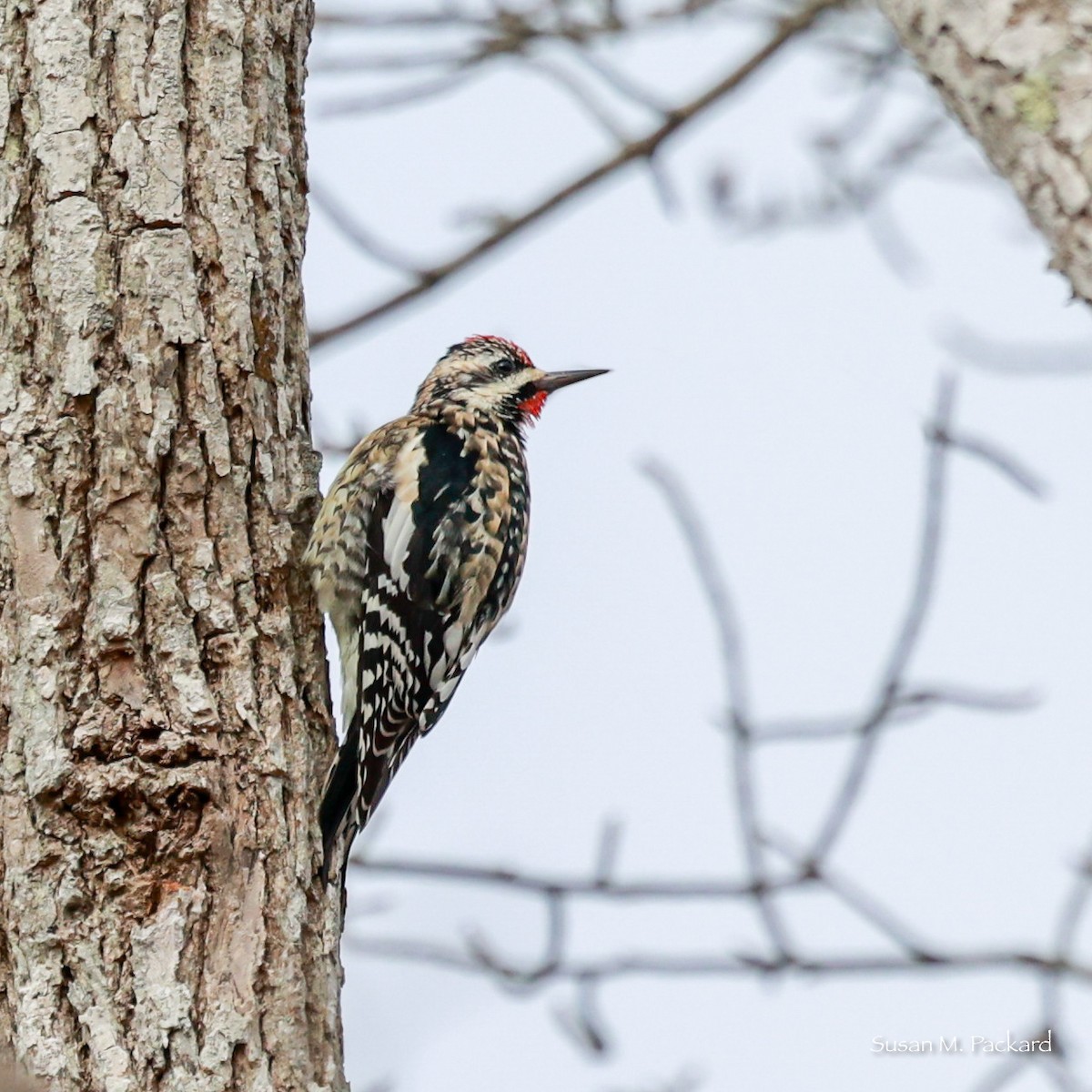 Yellow-bellied Sapsucker - ML615177863