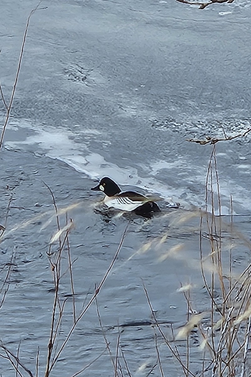 Common Goldeneye - ML615177864