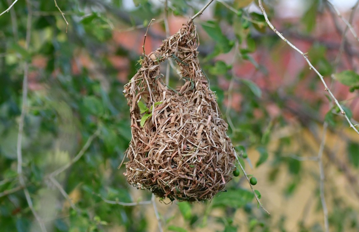 Rüppell's Weaver - ML615177877