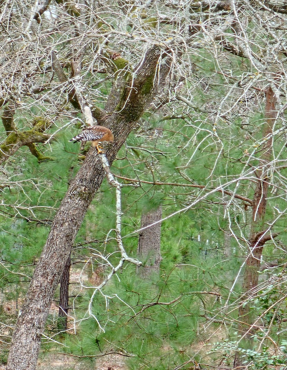 Red-shouldered Hawk - ML615177880