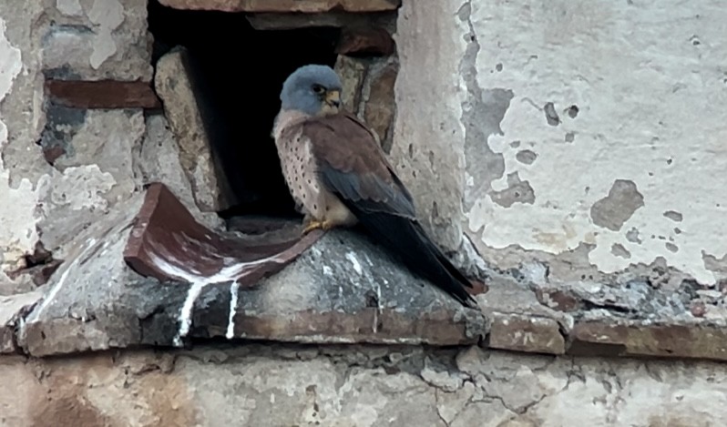 Lesser Kestrel - Patrick Finch