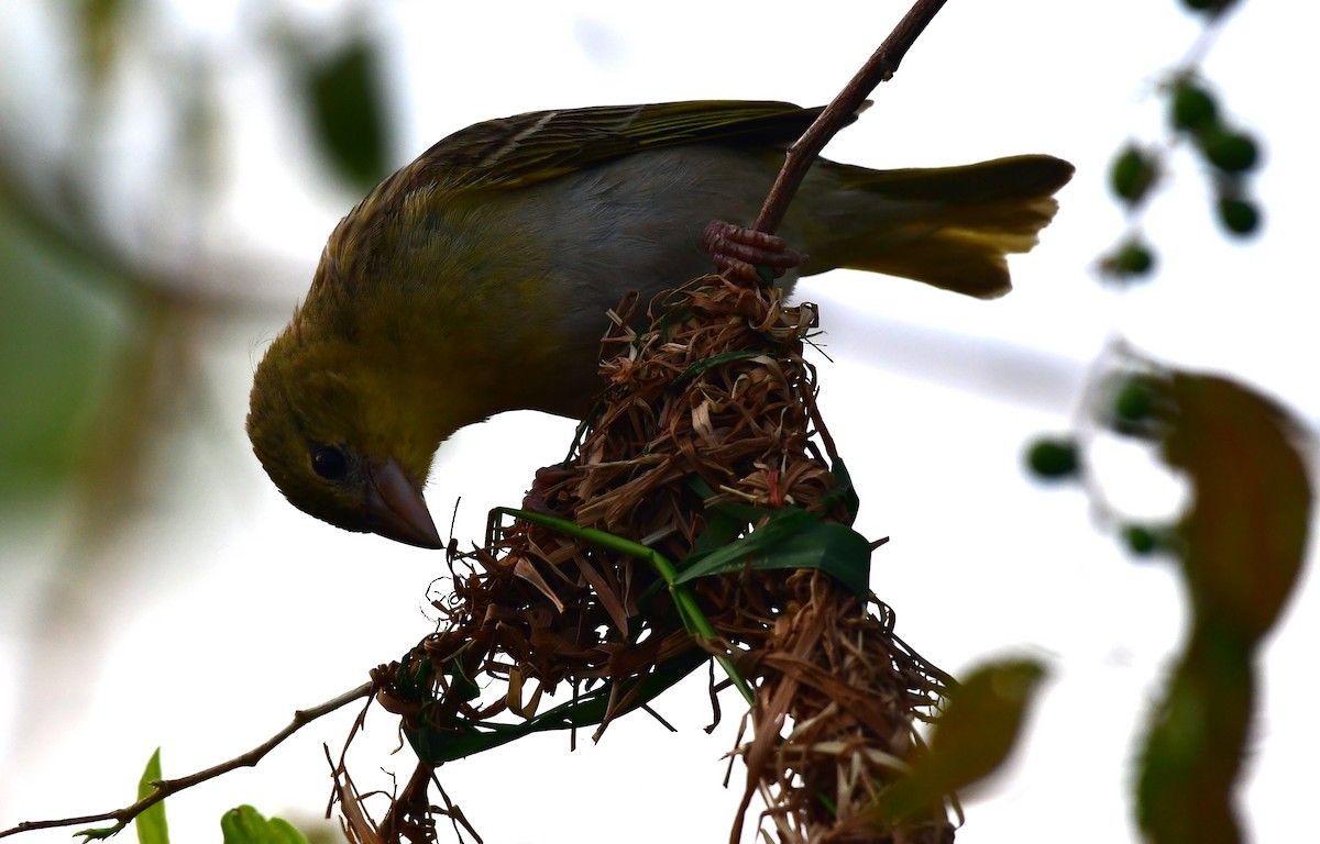 Rüppell's Weaver - ML615177922