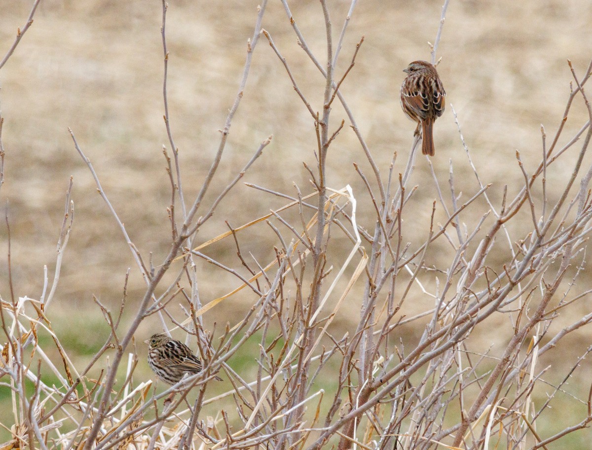 Savannah Sparrow - ML615178063