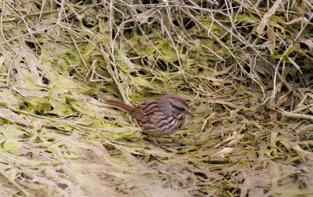 Song Sparrow - ML615178068