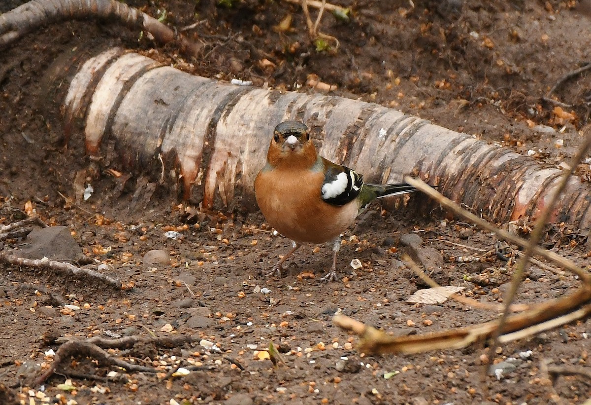 Common Chaffinch - Rachel Hudson