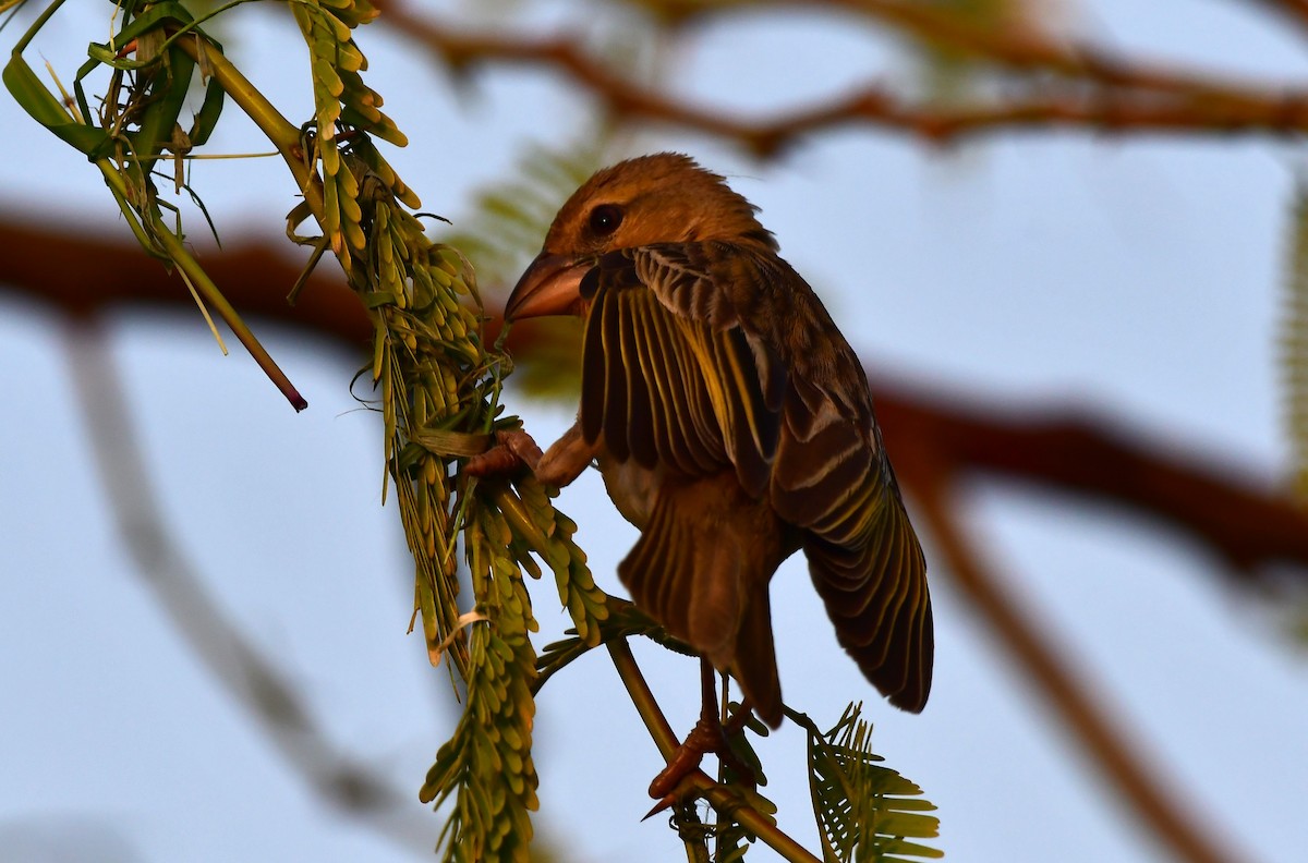 Rüppell's Weaver - ML615178107