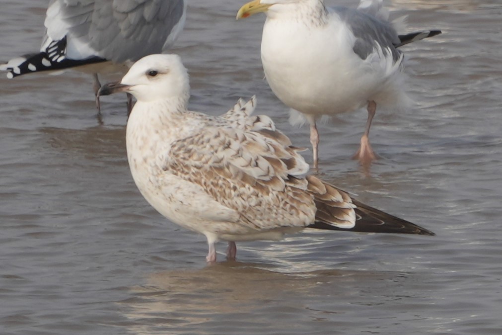 Herring Gull (Mongolian) - ML615178114