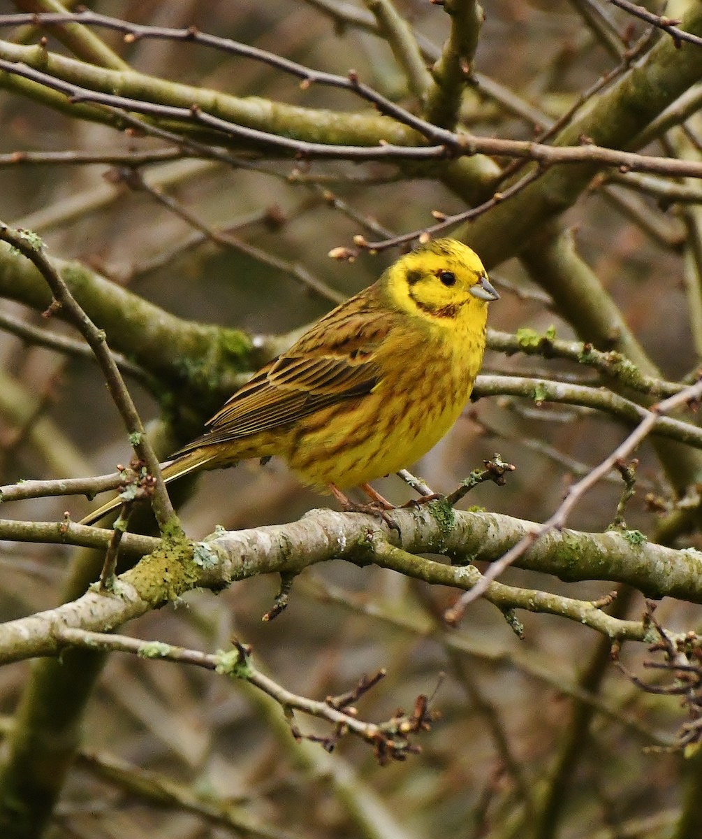 Bruant jaune - ML615178126