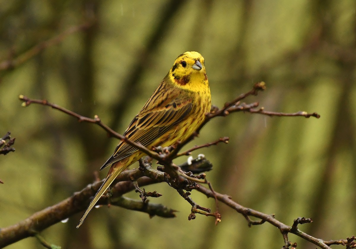 Yellowhammer - ML615178129