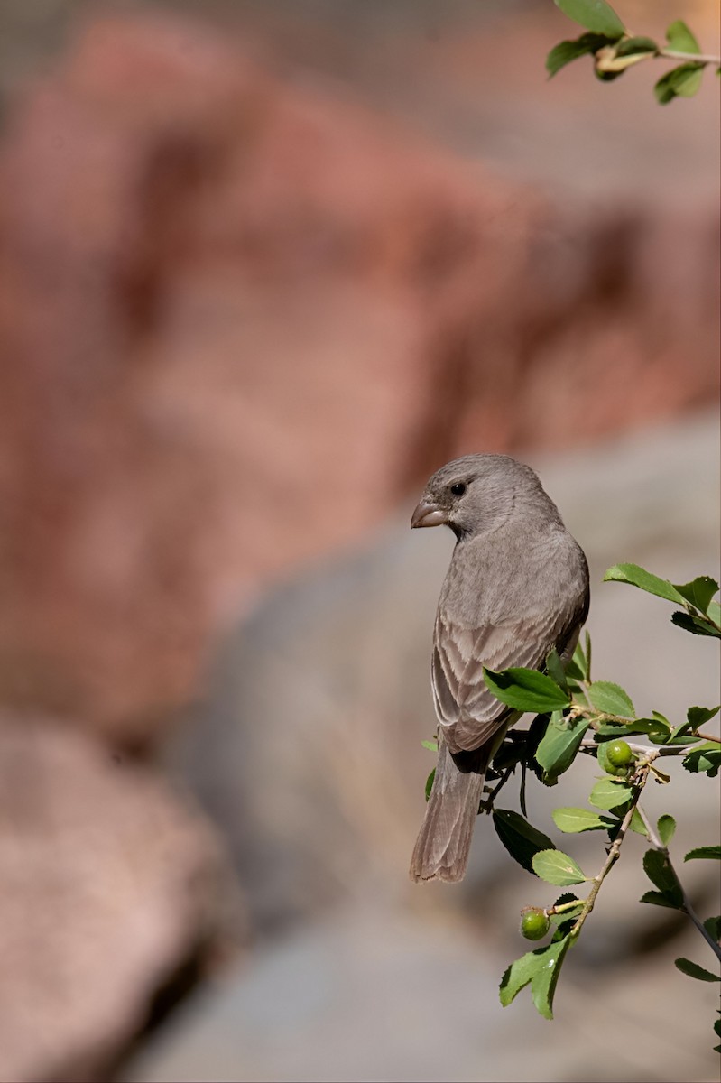 Serin d'Arabie - ML615178161