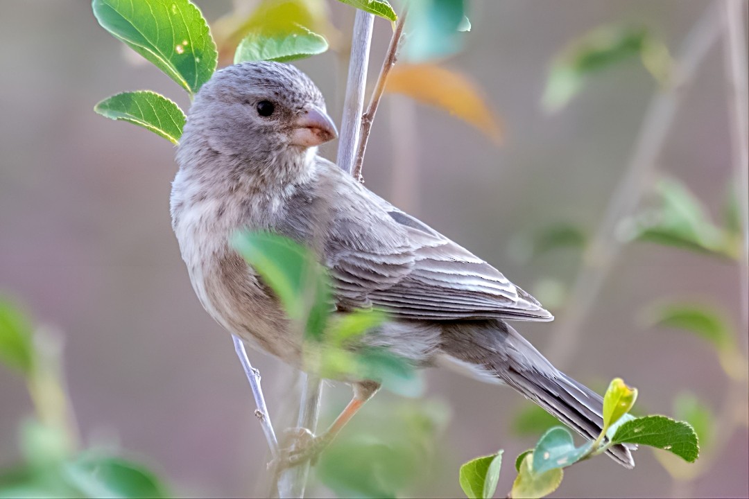 Olive-rumped Serin - ML615178162