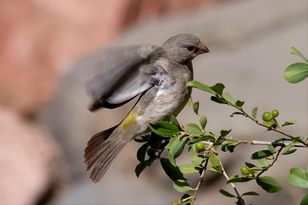 Serin d'Arabie - ML615178163