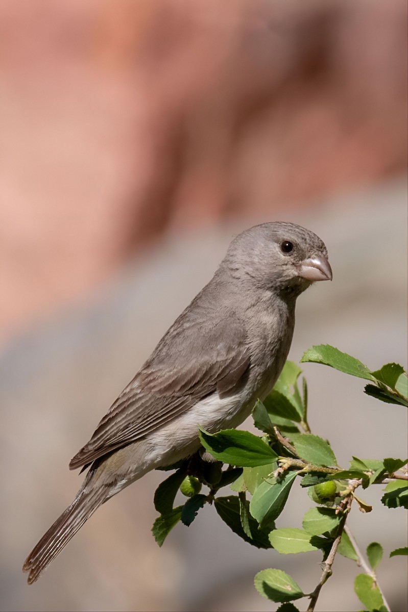 Olive-rumped Serin - Muhammad Alhujeli