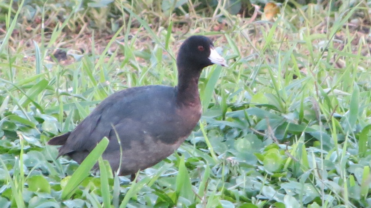 American Coot - ML615178174