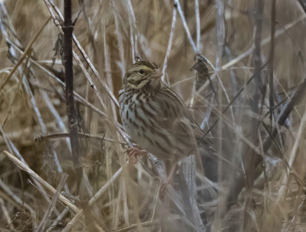 Savannah Sparrow - ML615178207